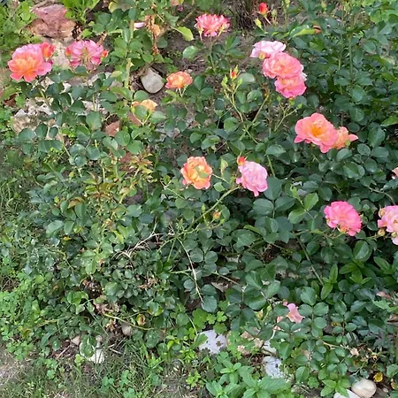 Szálloda 19 Çeşme