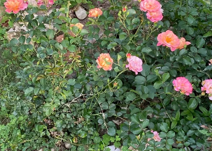 Szálloda 19 Çeşme